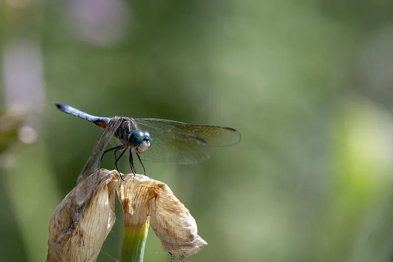 근로장려금 상반기 신청기간