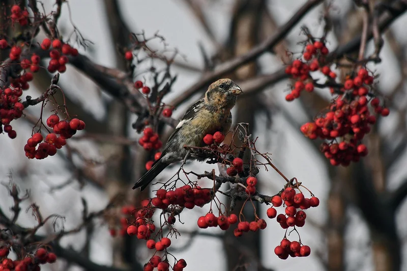 근로장려금 신청기간
