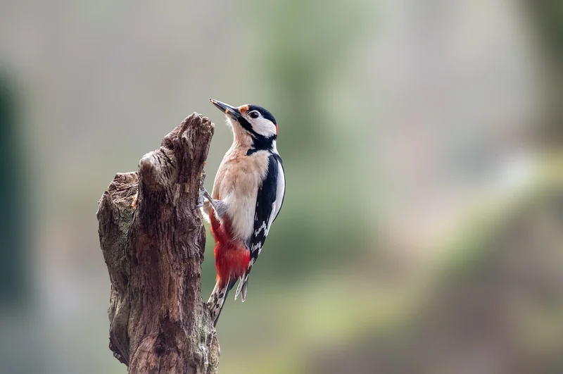 농식품바우처 누리집